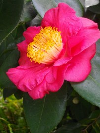 Camellia 2